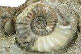 Calcite-Replaced Ammonite (Aegasteroceras) Cluster - England #353859-4